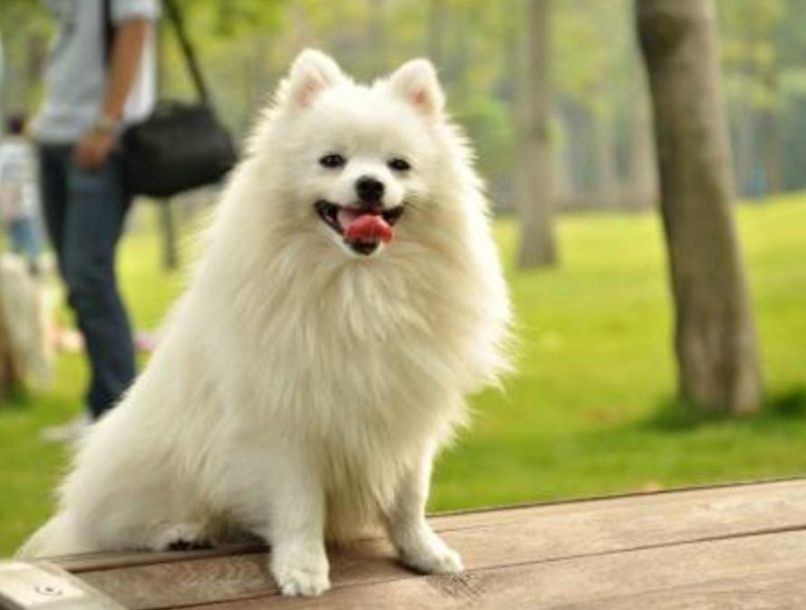 为何现在专业人士主张，狗狗采取人工受精，真相很简单