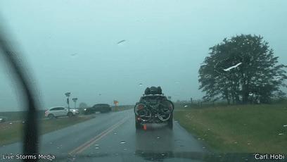 550只羊被雷劈死,500头羊被闪电劈死