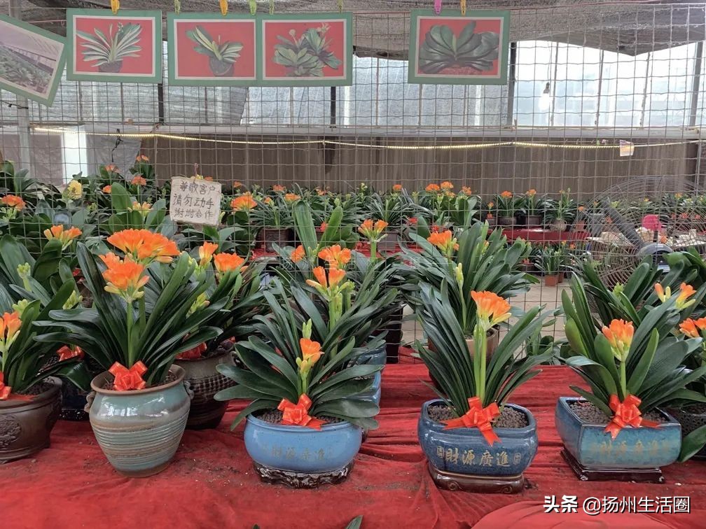 扬州花卉市场大全,扬州西区花卉市场