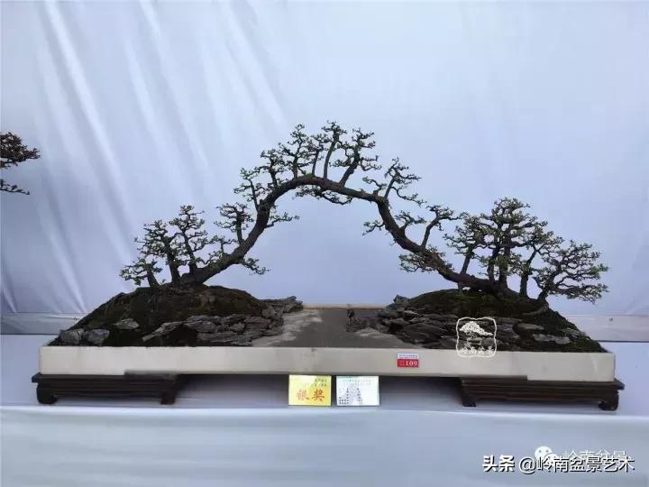 最美的100盆雀梅盆景,雀梅盆景第一年修剪视频