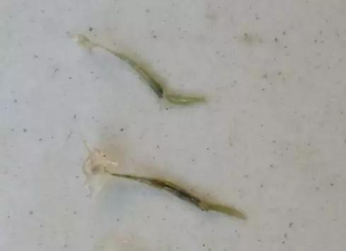 锚头鳋病症状,锚头鳋治好了症状是怎么样的