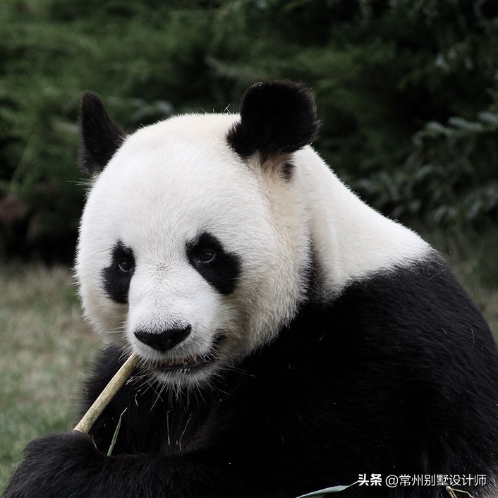 常州别墅极简风格装修设计案例,常州别墅装修新古典风格案例赏析