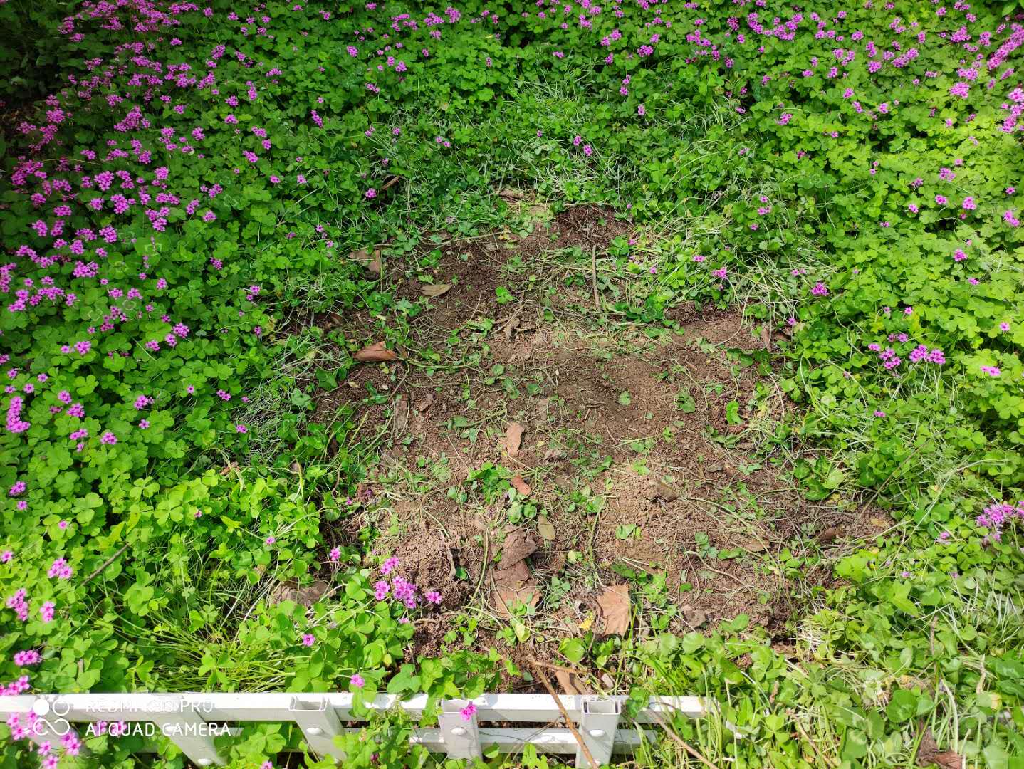 红花酢浆草与三叶草是一个品种吗,红花酢浆草和三叶草是不是一样的