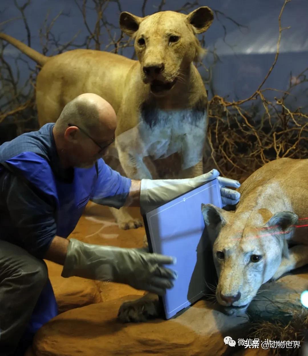 出游在外小心不要被动物吃掉哦