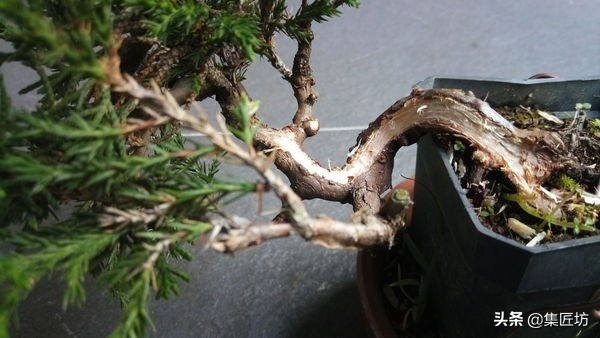 盆景干枯舍利制作,舍利干桩盆景图片