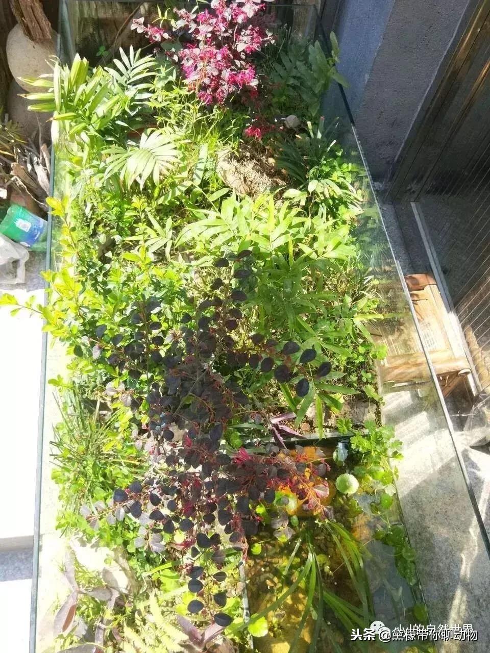 丛林造景黄缘龟池设计图大全,龟宝宝黄缘龟生态缸造景教程