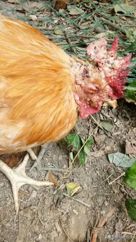 鸡冠上有黑点鸡痘图片,鸡冠上长鸡痘用什么药