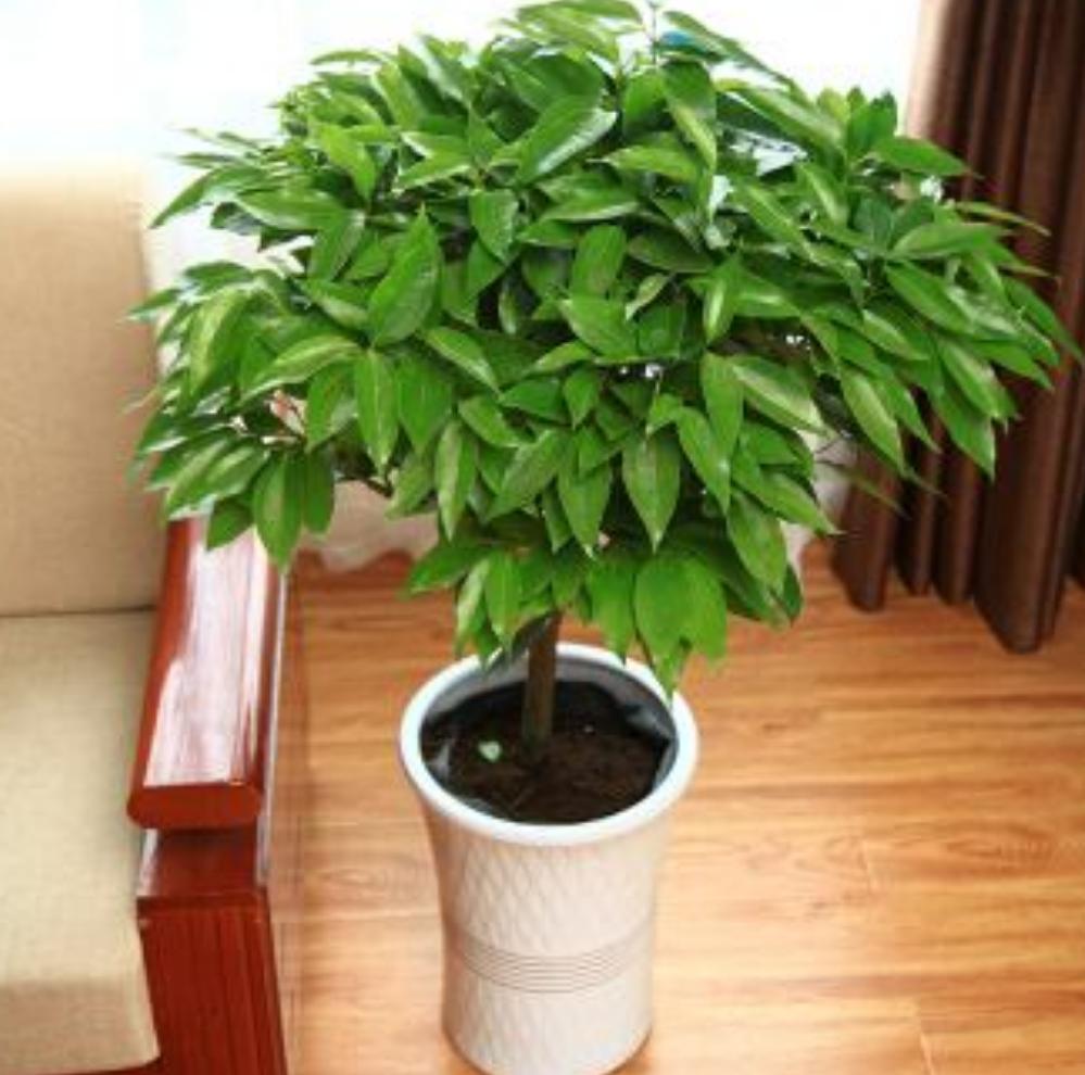 平安树叶子下垂枯萎发蔫怎么办,平安树叶子下垂发蔫干枯怎么办