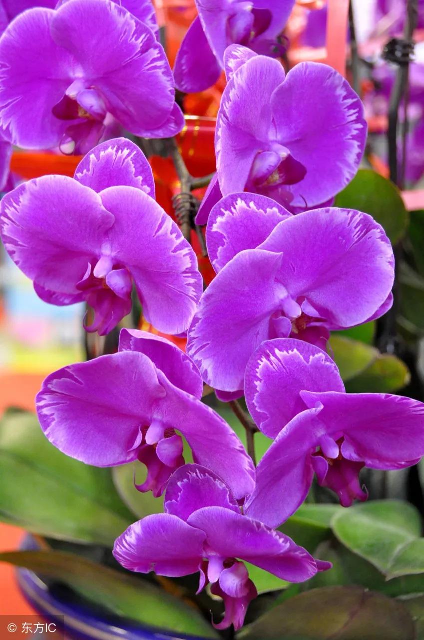 蝴蝶兰散文完整版,写蝴蝶兰的散文