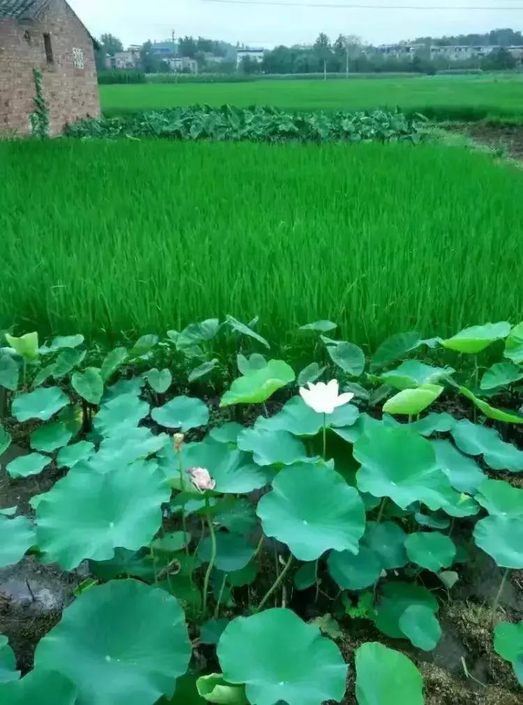 古怪老舅,古怪的舅舅的作文