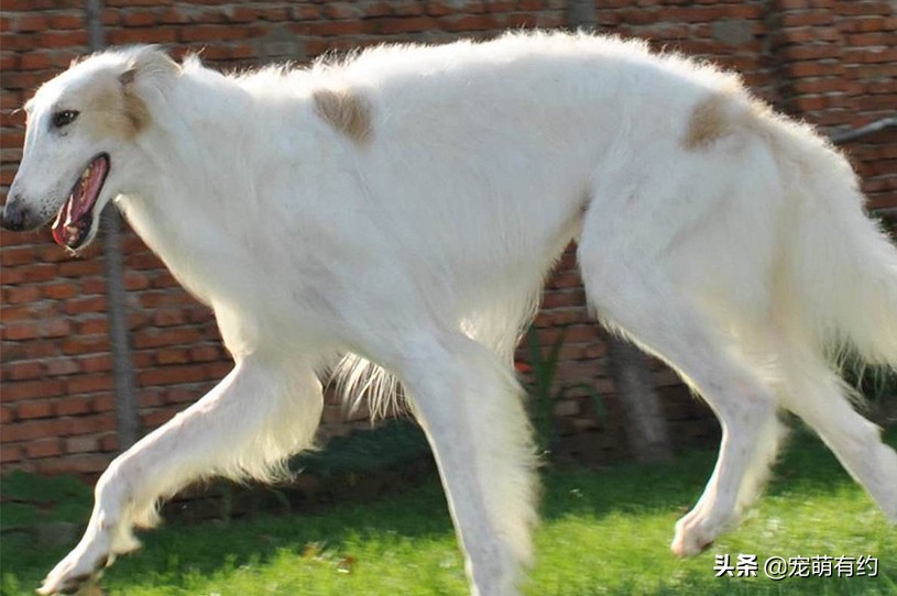 最好看的苏俄猎狼犬,爱尔兰猎狼犬有多猛
