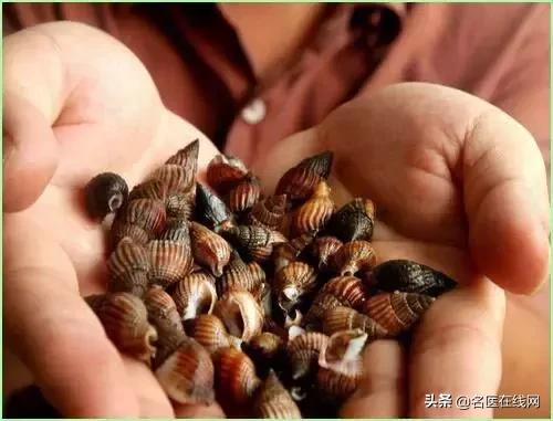 跟螺蛳一样什么螺不能吃,有毒的螺蛳和能吃的螺蛳怎么区别