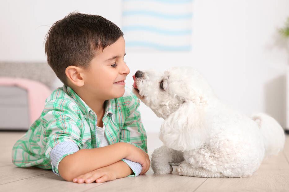 养比熊的方法和注意事项,4个月比熊喂养注意事项