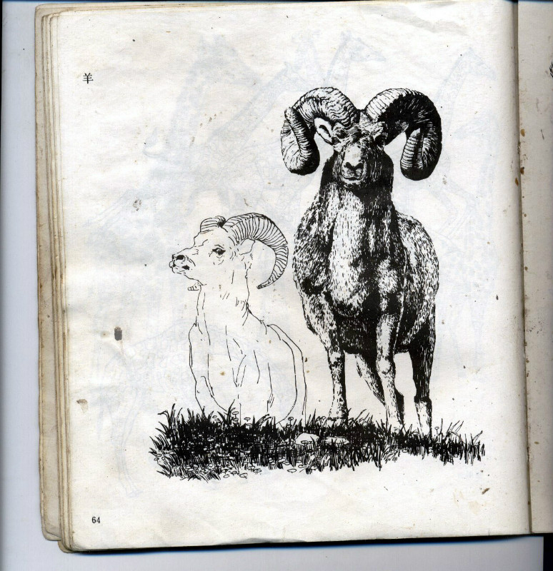 一百幅动物素描,近百幅动物画