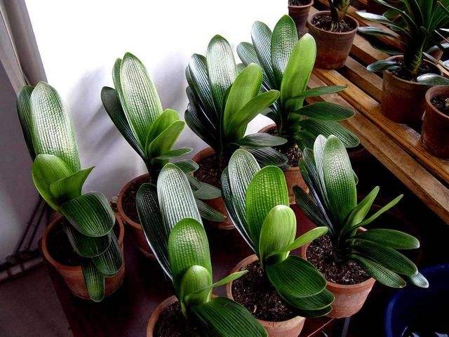 啤酒能浇花的正确方法,浇花不要放这几种水