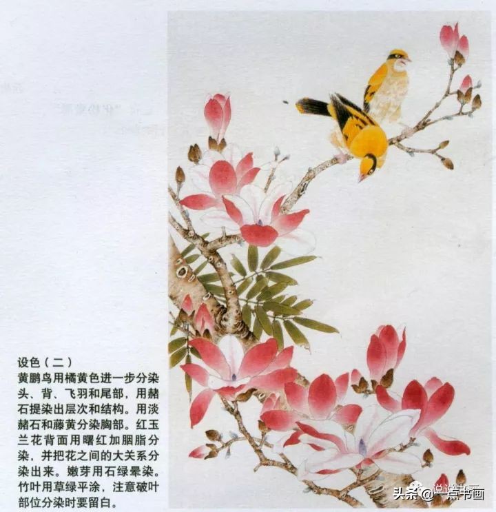 玉兰花的画法和枝干布局,玉兰花的素描画法步骤图