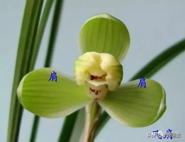 兰花知识大全100种,兰花鉴赏术语100条