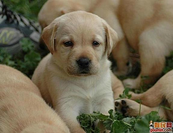 狗狗大全,送给喜欢狗的人）