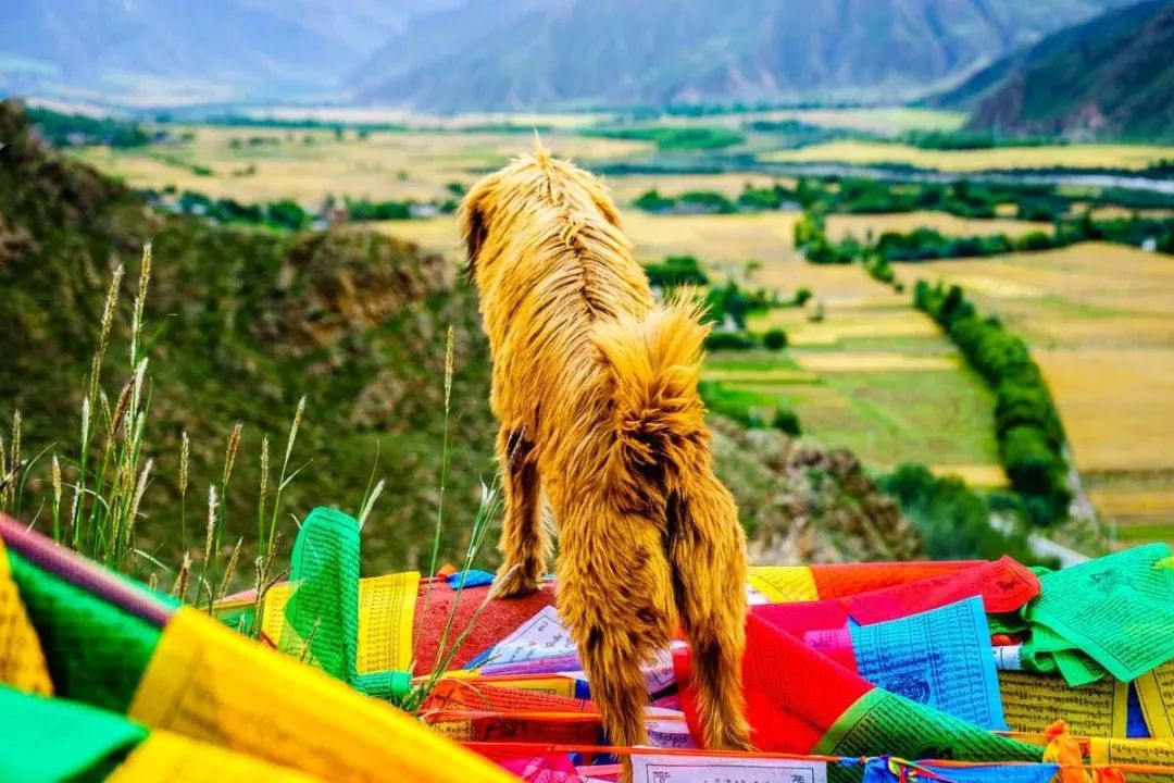 有一种风情叫江南烟雨,波密塞外江南