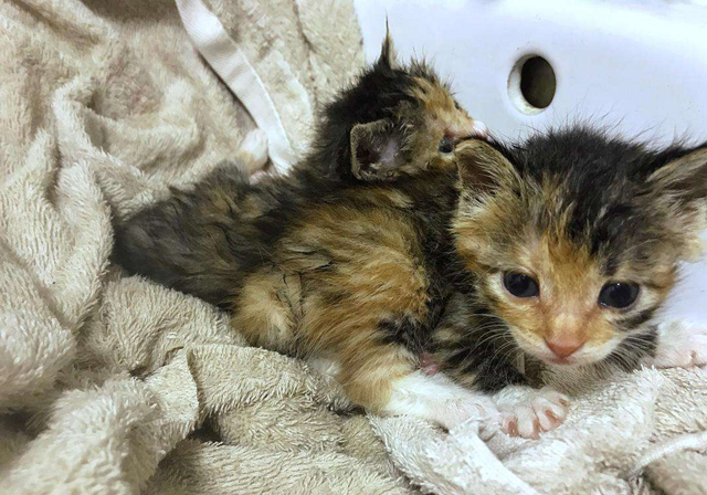 新生乳猫喂养,小奶猫该怎么养需要注意哪些事项