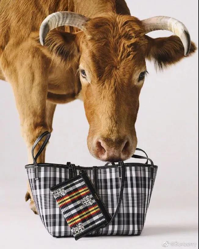 子鼠丑牛中的牛,子鼠丑牛好吗