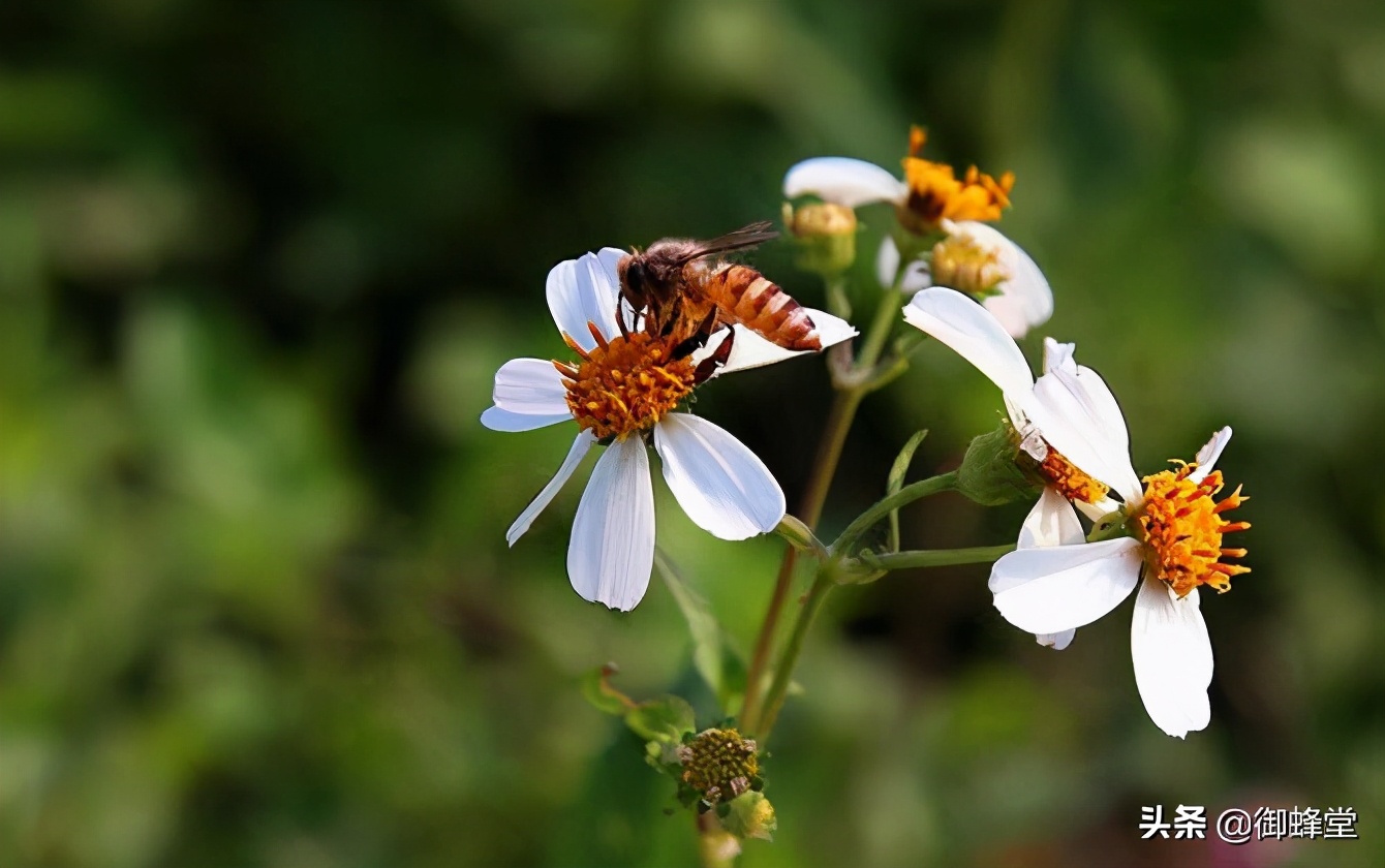 蜜蜂养殖场投资多少钱,蜜蜂养殖要投资多少钱才能赚钱