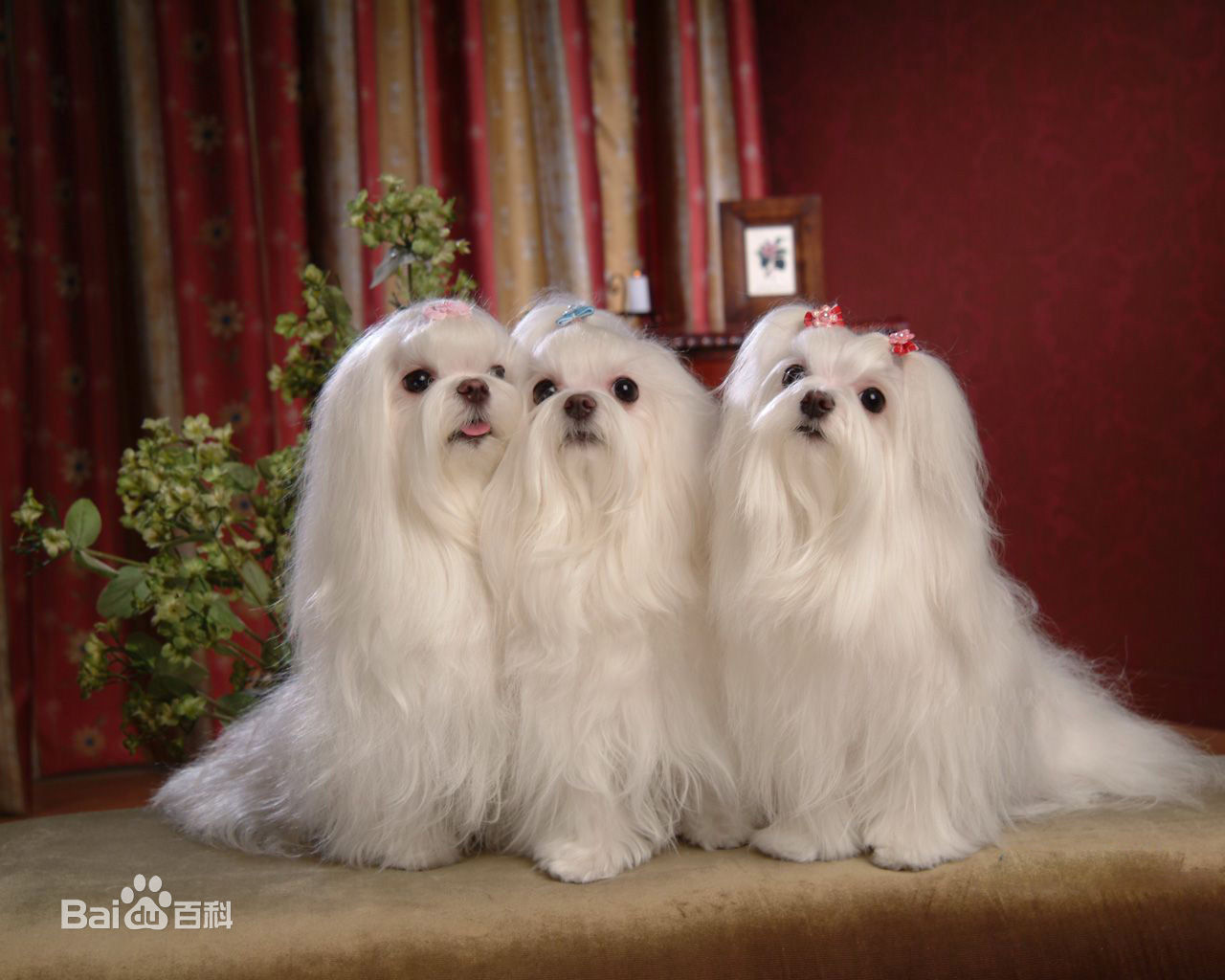 宠物狗小型犬品种排名大全及图片,性格温顺的小型犬有哪些