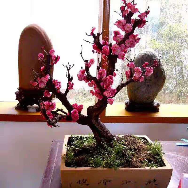 红梅盆景冬季需要施肥吗,红梅高档盆景