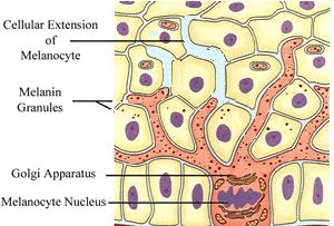 斑到底怎么样才真正去掉,斑怎么祛除最快最有效
