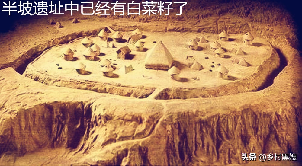 白菜的来历起源,最早的白菜长什么样