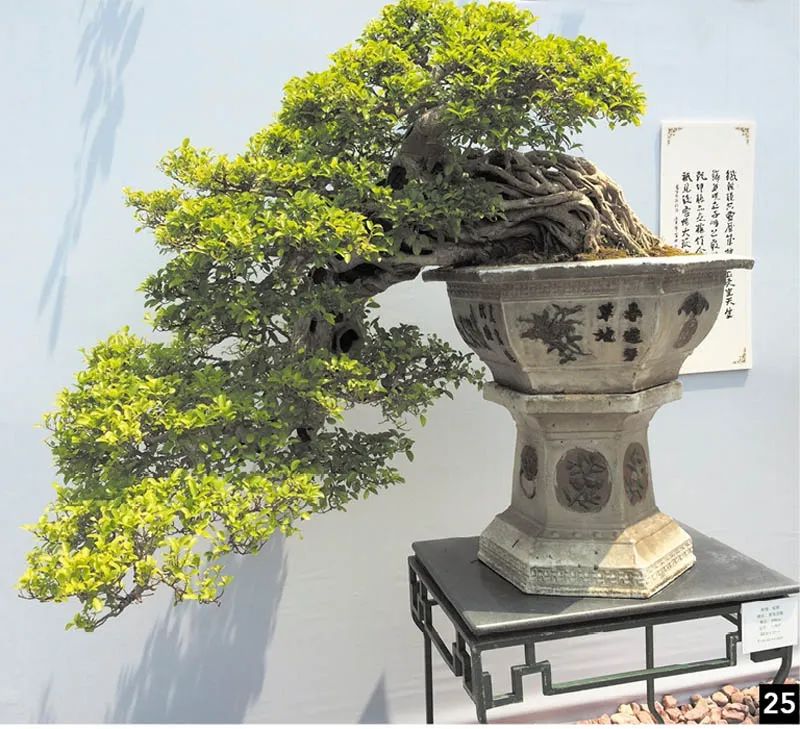 盆景修行,学习盆景技术最好的书