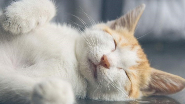 当猫咪看着你的时候在想什么,当猫咪出现这6种表现