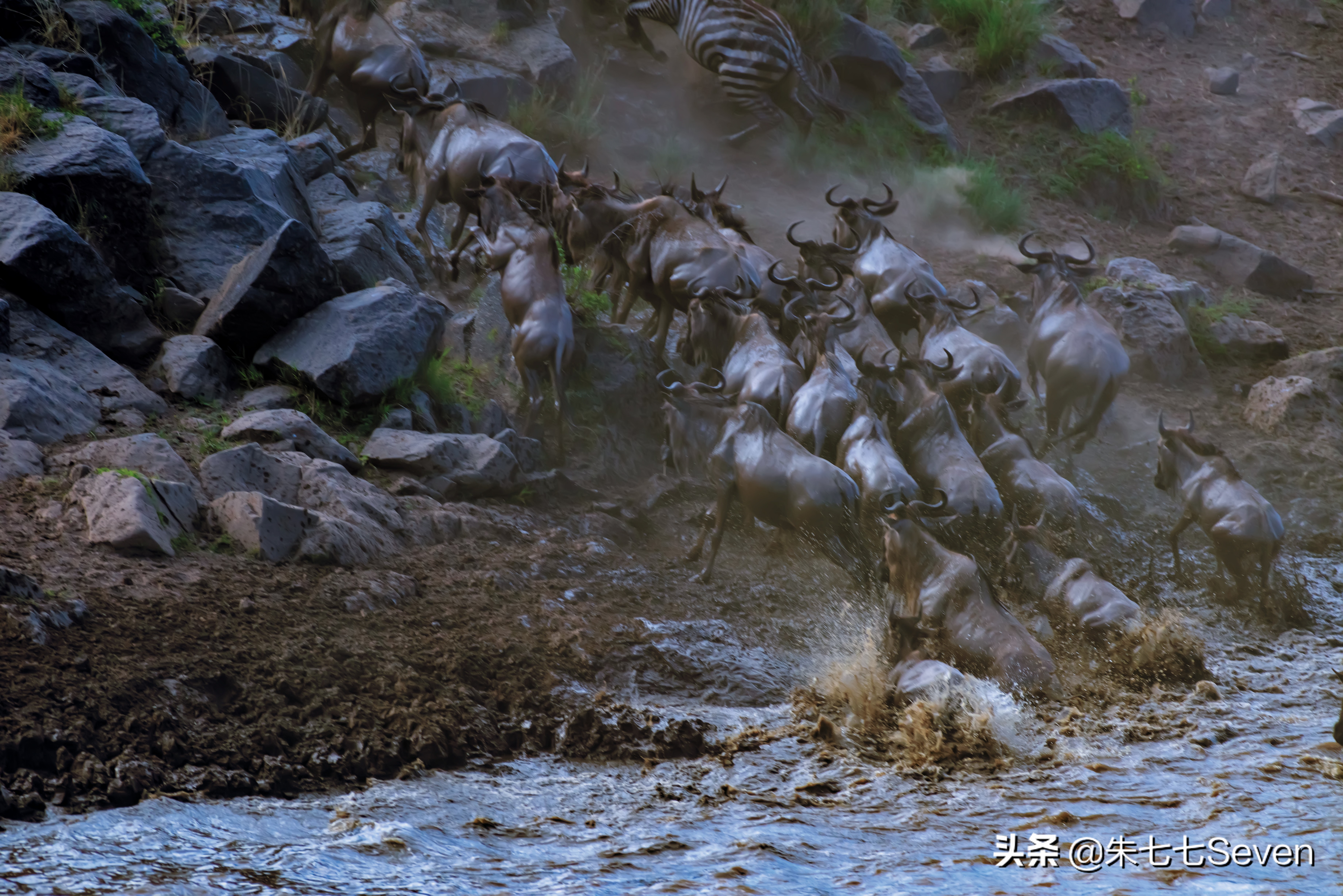 东非野生动物大迁徙,东非动物大迁徙