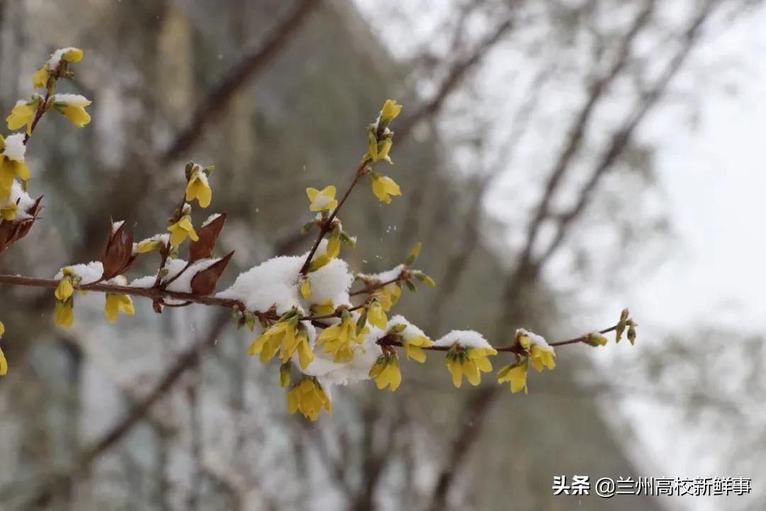 兰财校花,高校校花青春来袭你pick哪一款