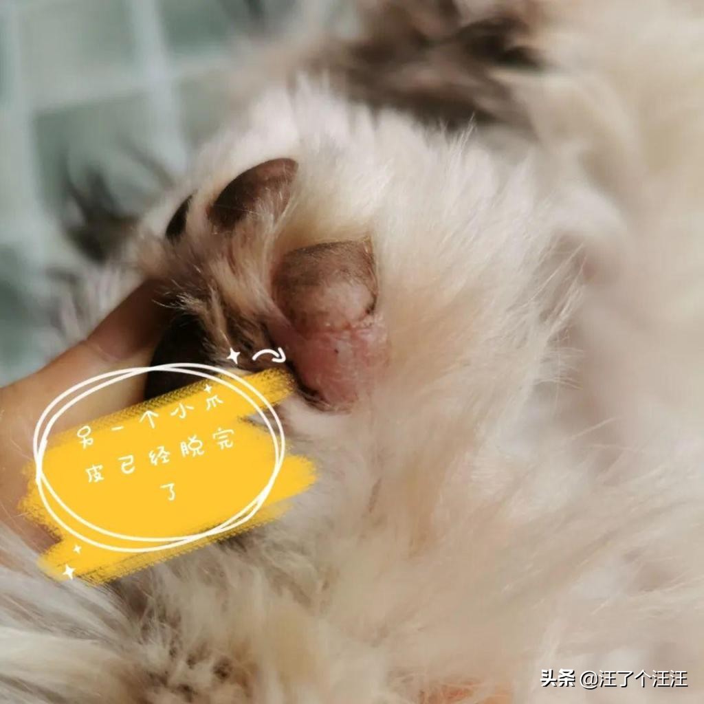 狗狗护理的必备用品,狗狗关节保养推荐