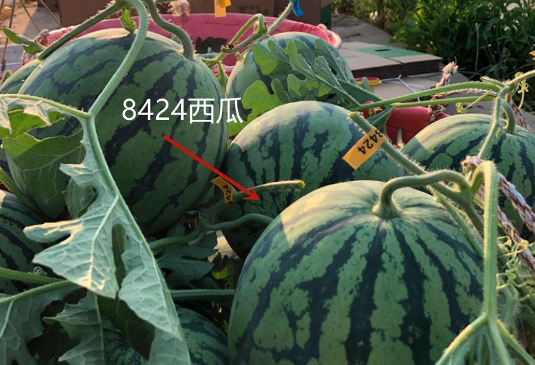 麒麟瓜和普通的西瓜有什么区别,西瓜8424和麒麟瓜的区别