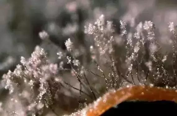 葡萄膨果期发生灰霉病,葡萄灰霉病对照图