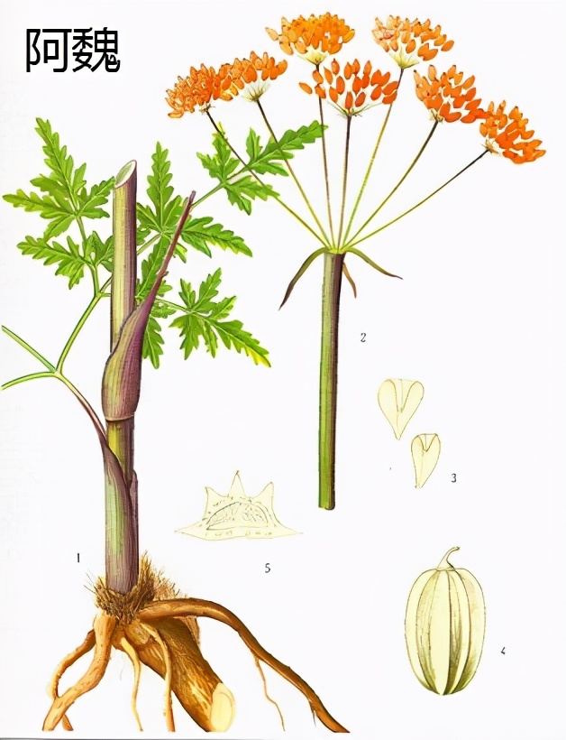 药学博士：护肤界抗衰+美白双炸二合一之阿魏酸，成分分析