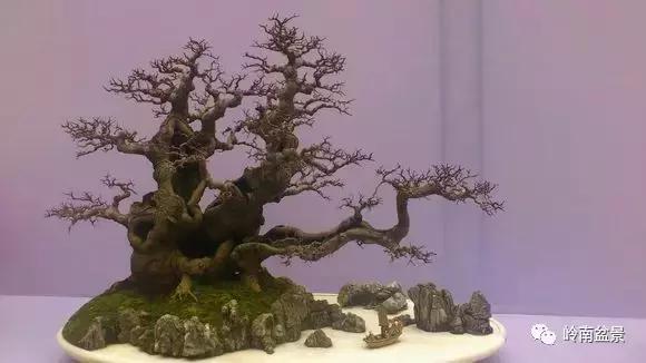 临水式金弹子盆景图片大全欣赏,看盆景展里赏心悦目的盆景