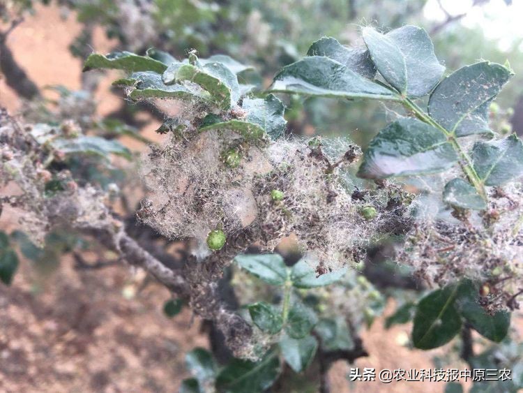 如何防治花椒树上的蚜虫,如何治花椒树上的蚜虫