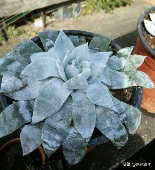 盆栽枯萎什么原因,家里的盆栽总是蔫