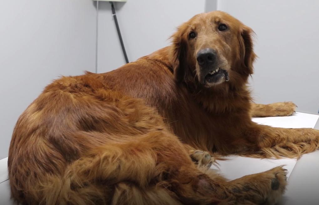 叼着绳子的金毛找到了吗,叼着绳子的金毛后续