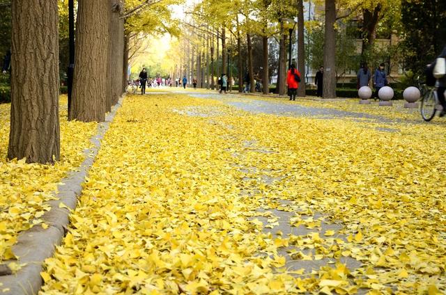 七言绝句春花二十首,春花平水韵七绝诗