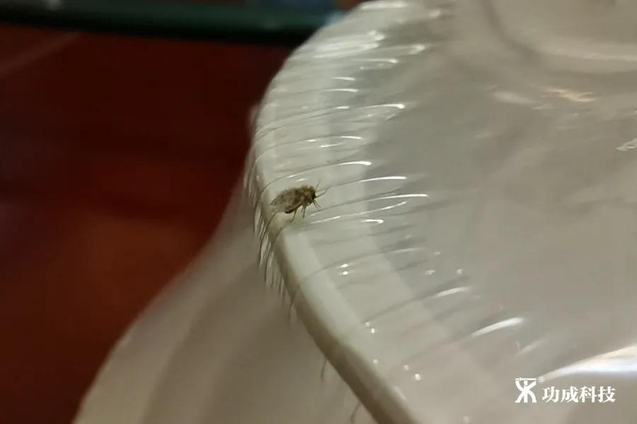 卫生间有小虫蛾蚋怎么治,卫生间出现蛾蚋怎么处理