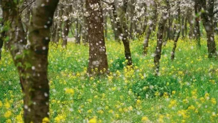 去日本观赏樱花最佳去哪个岛,去日本观赏樱花可能去什么岛
