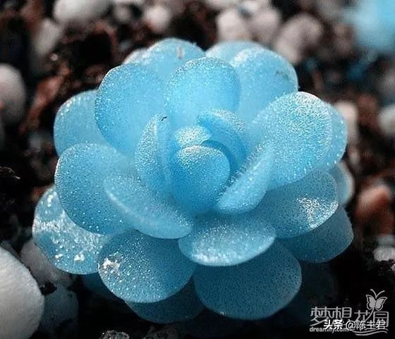 十大最贵法师多肉排行榜,玉露多肉最贵多少钱一棵