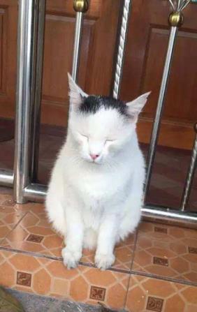 猫咪独自在家时需要注意些什么,下班回来发现小猫咪不开心