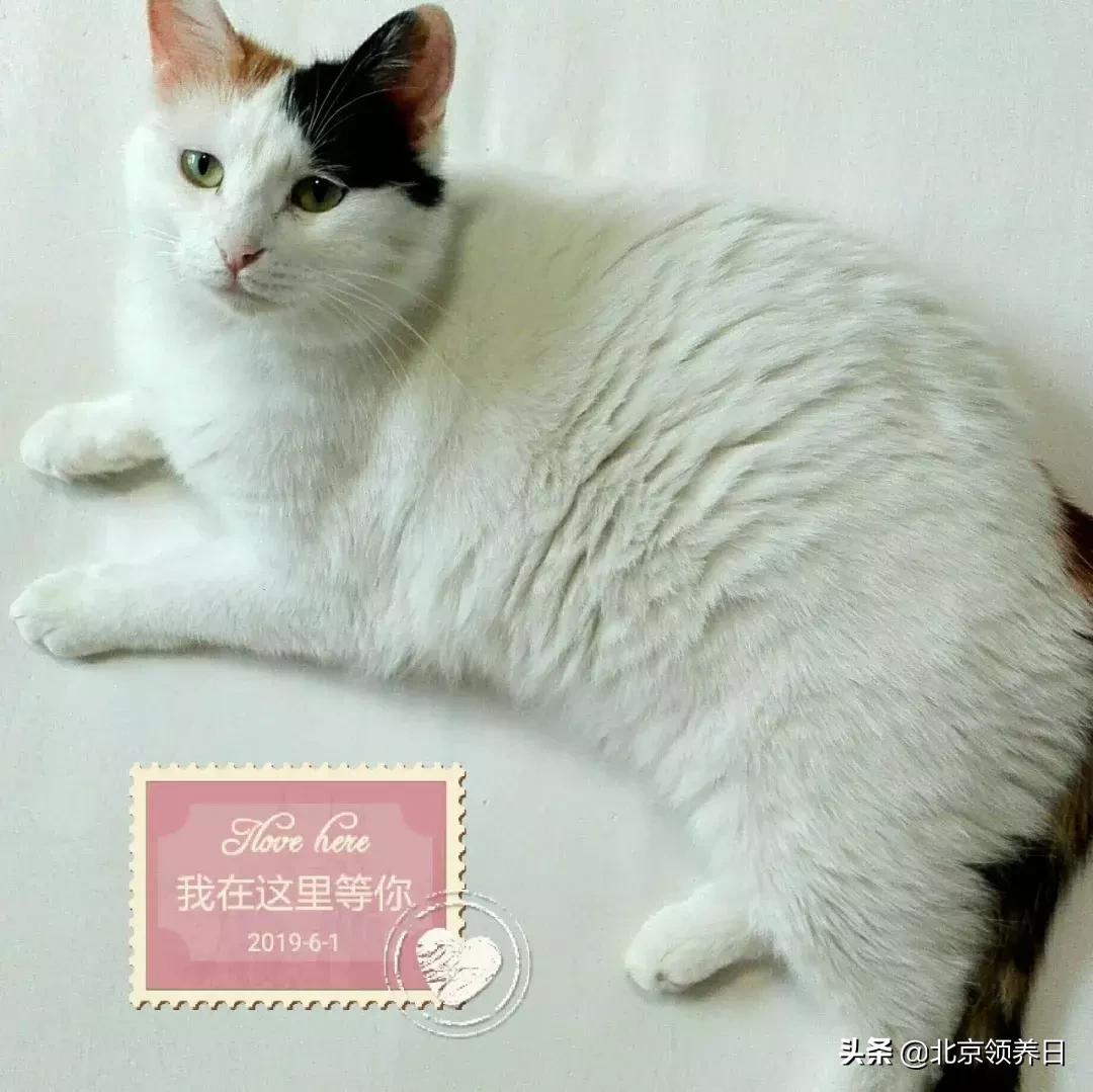 #领养代替购买#给它们一个家|线上宠物领养日,20190608加场