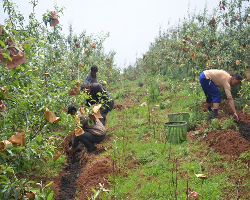 苹果苦痘病如何从根本上解决,苹果苦痘最佳治疗方法