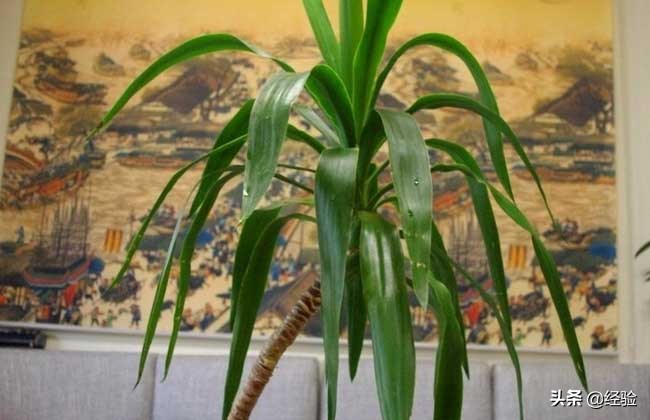 龙血树扦插后叶子发黄,龙血树叶子发黄怎么办啊